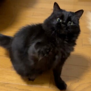 【3/31芝浦】添い寝大好き甘えん坊モフモフこぐろ