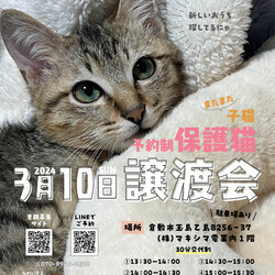 ほごっこ子猫の譲渡会（予約制）