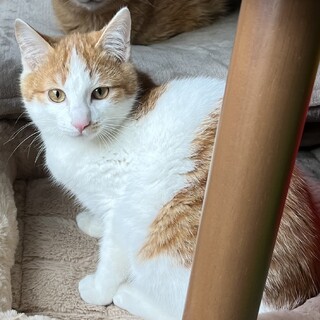 里親決定☆鍵尻尾のふっくん去勢済み