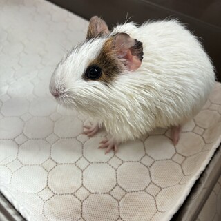 メスのモルモット2匹里親募集