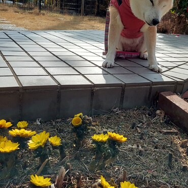 福寿草( ´ー`)満開なり♪　まもなく銀太にいちゃんの誕生日♥️