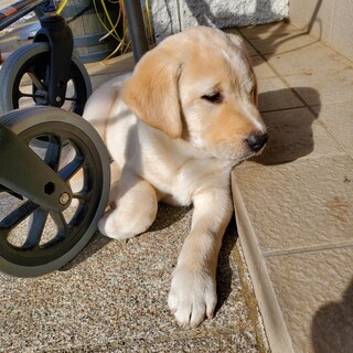 ラブラドールのMIXです、お願いします。