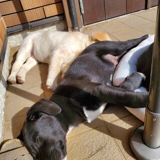 ラブラドールのMIXの兄弟です。