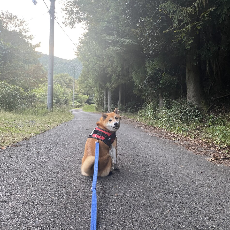 はるのカバー写真