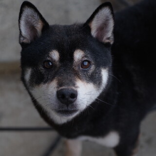 イケワン！眉毛が可愛い黒柴くん