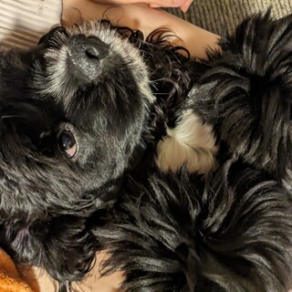 アメリカンコッカースパニエル　パーカー