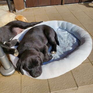 ラブラドールのMIXの妹です。