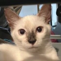 保護猫の譲渡会　in 一新公民館 サムネイル2