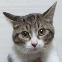 保護猫の譲渡会　in 一新公民館 サムネイル3