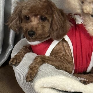 トイプードル　レッド8歳