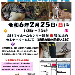 保護ニャンコの譲渡会ｂｙ静岡市清水区