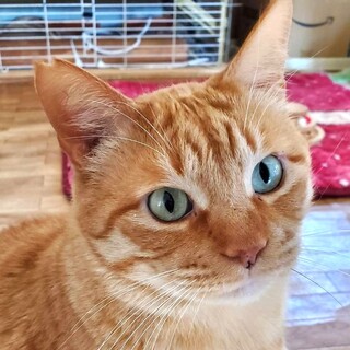 フミフミ甘える穏やかな、かぼ茶くん♪