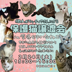 長崎の保護猫譲渡会 サムネイル1