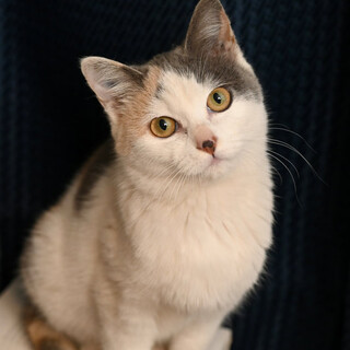 パステル三毛のレイマちゃん