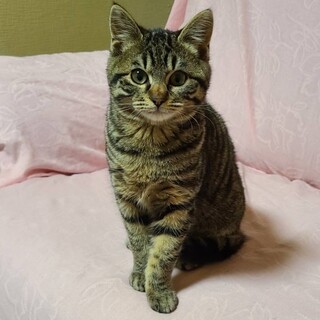 3/10幕張ෆ⃛抱っこOKෆ⃛コロ助くん