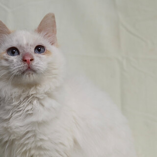 きれいなカオルちゃん