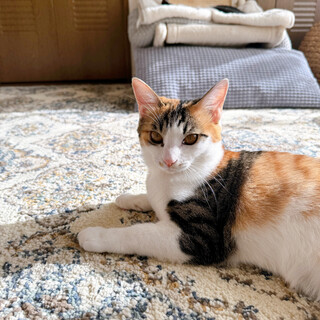 ෆ⃛ぽっちゃり三毛ෆ⃛ごろみちゃん