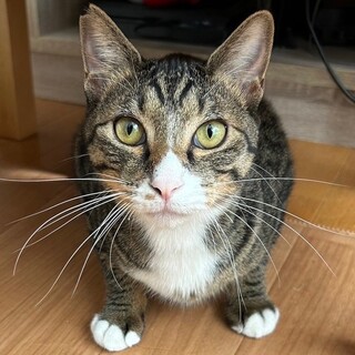 白い手先がチャームポイント