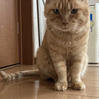 イケメンベンケイ‼︎