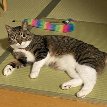 100均のおもちゃやなんでもないリボンなどが大好きです