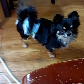 飼育放棄のチワワの2歳のテンくん