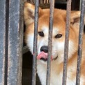 性格のやさしい秋田犬の男の子です。