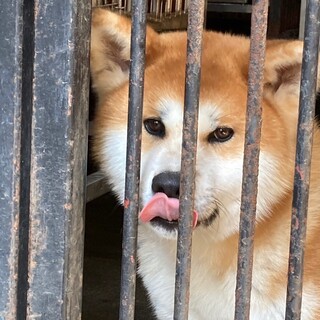 性格のやさしい秋田犬の男の子です。