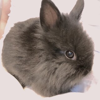 ライオンラビット2羽血統書付き