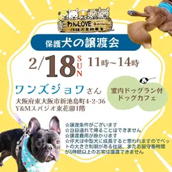 ドッグカフェで保護犬の譲渡会