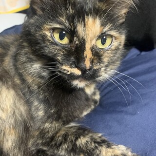 おっとり猫ちゃん 小春