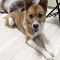小柄な中型雑種の女の子