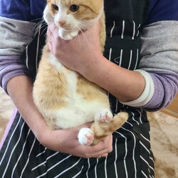 つくば猫の里親会 サムネイル1