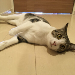 つくば猫の里親会 サムネイル2