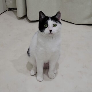 真ん中ワケのハチワレ娘　たきび♀