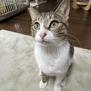 とっても元気で抱っこも大好きなキジ白男の子です！