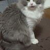 もすらぱぱ