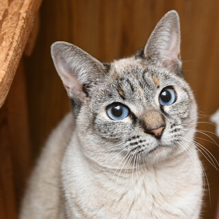 シャムmixのアビちゃん