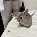 ミニうさぎ里親募集します