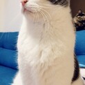 里親様募集します。