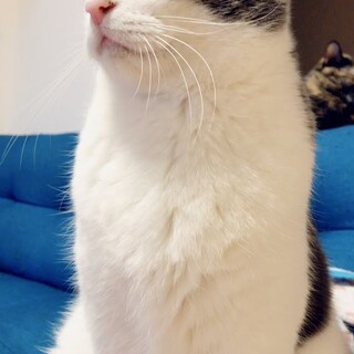 里親様募集します。