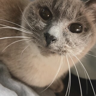 里親様募集します。