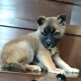 ブルブル震えるちょっと怖がりな女の子「中」ちゃん