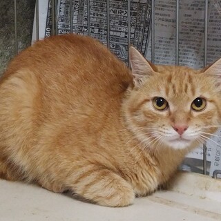 シッポの短い甘えん坊　チャーちゃん。