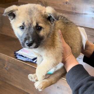 モフモフで丸いフォルムがかわいい「大」ちゃん♂