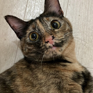 【2/18譲渡会】セービィちゃん