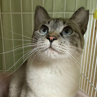 【2/18譲渡会】こりんちゃん