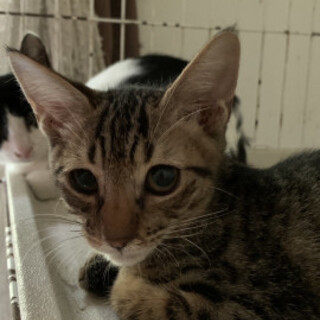 可愛いキジトラ男子♡ぷいぷくん♂8カ月