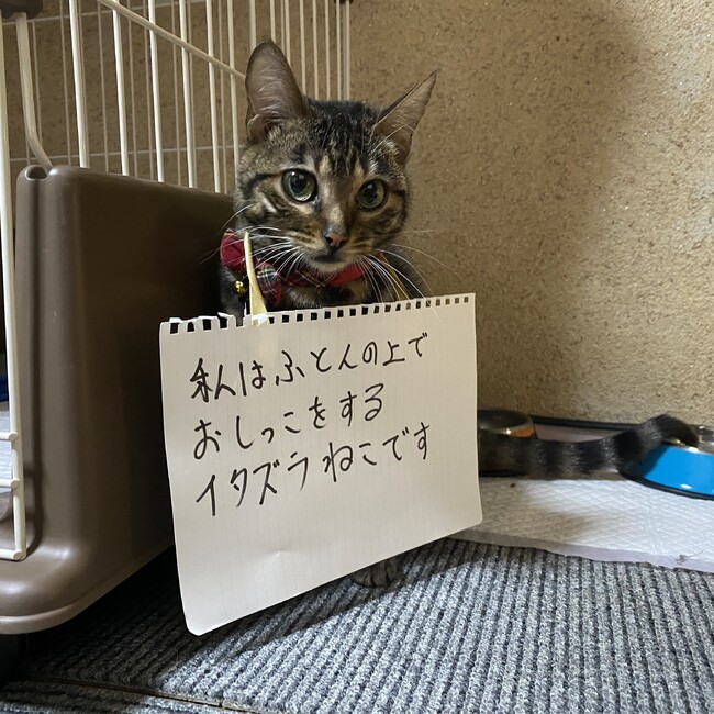 ぼーたろうのカバー写真