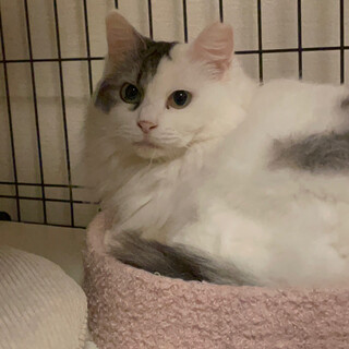 【2/18譲渡会】ひまりちゃん