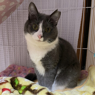 【2/18譲渡会】ひかりちゃん